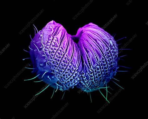 Fruit fly mouth parts, SEM - Stock Image - C021/1105 - Science Photo Library