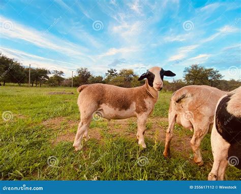 Dorper Sheep Lamb in the Farm Stock Photo - Image of rural, lamb: 255617112