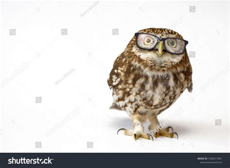 Owl wearing glasses Images, Stock Photos & Vectors | Shutterstock