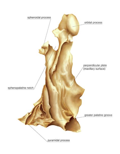 Palatine Bone Photograph by Asklepios Medical Atlas - Pixels