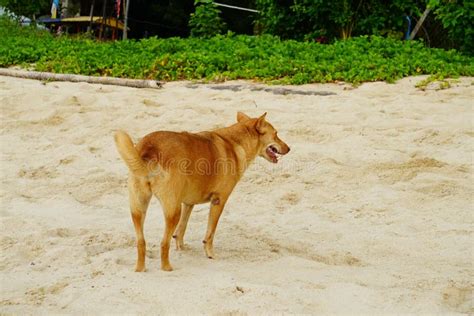 Dog at Beach playing sand stock photo. Image of active - 259095956