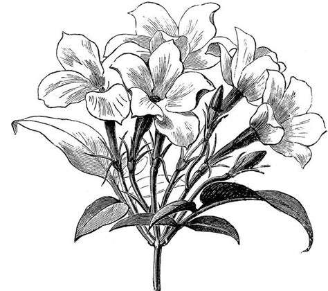 Jasmine Flower Botanical Drawing
