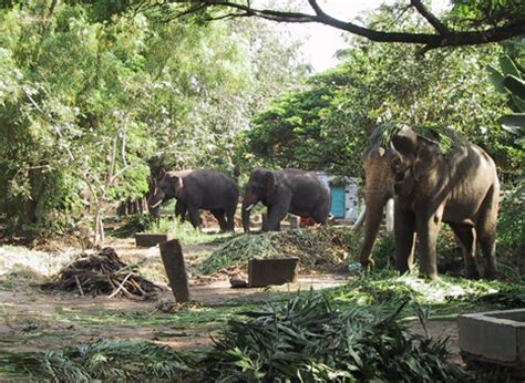 Punnathur Kotta Elephant Sanctuary, Kerala
