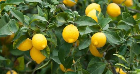 Lemon Tree Fertilizer: When & How To Use It (DETAILS]