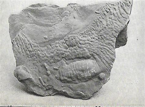 Trace fossil ? - Fossil ID - The Fossil Forum