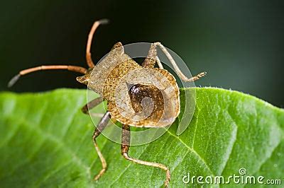 Brown Bug On Leaf Royalty Free Stock Photography - Image: 35156517