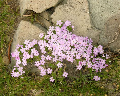 Phlox Flowers by flowski on DeviantArt