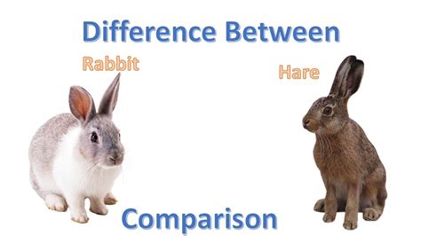 Differences between Hare (Lepus) and Rabbit (Oryctolagus) - Online Science Notes