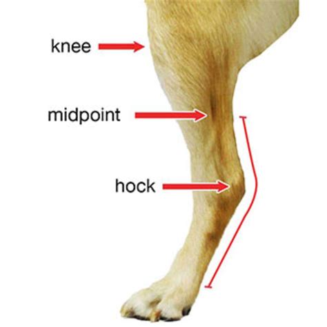 Walkin’ Hock Dog Splint, Supports your dogs heel, Free UK Shipping ...