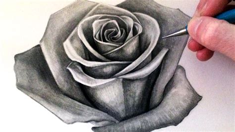 Realistic Drawing Of A Rose at GetDrawings | Free download
