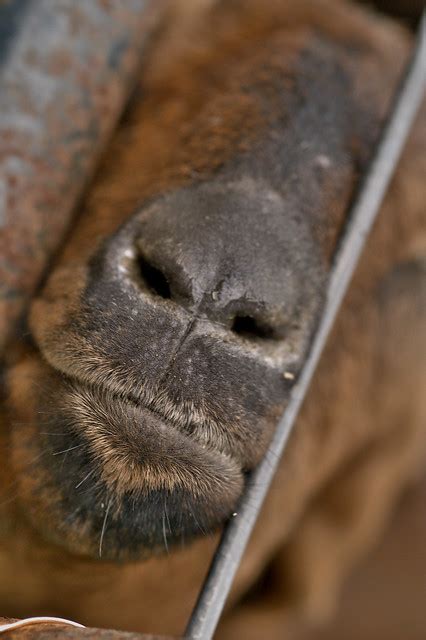 Goat Nose | Flickr - Photo Sharing!