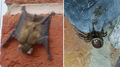 Spider recorded preying on bat in Shropshire artist's attic - BBC News