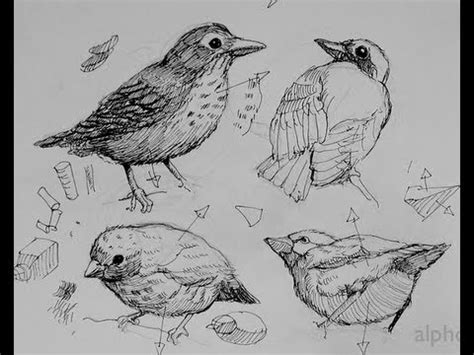 Pen & Ink Drawing Tutorials | How to draw birds - YouTube
