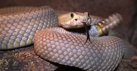 Mojave Rattlesnake Pictures - AZ Animals