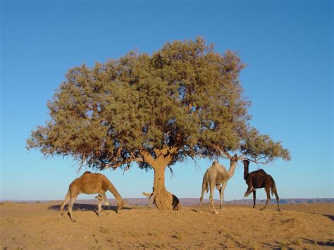 🌳 AI finds billions of trees in the Sahara