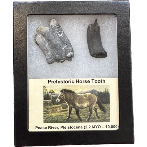 Prehistoric Horse