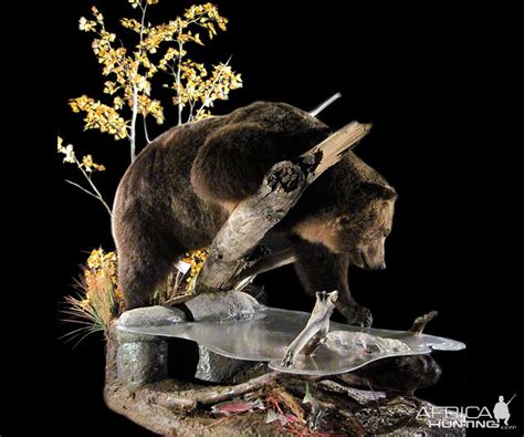 Brown Bear Full Mount Taxidermy | AfricaHunting.com