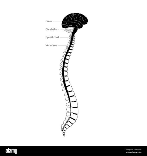 Spinal Cord Diagram