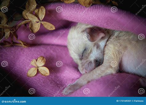 Newborn Fennec Fox Cub on Hand, 2 Weeks Old Stock Image - Image of ...