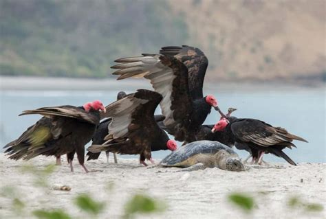 Group of Vultures: What They’re Called & Vulture Group Behavior - IMP WORLD