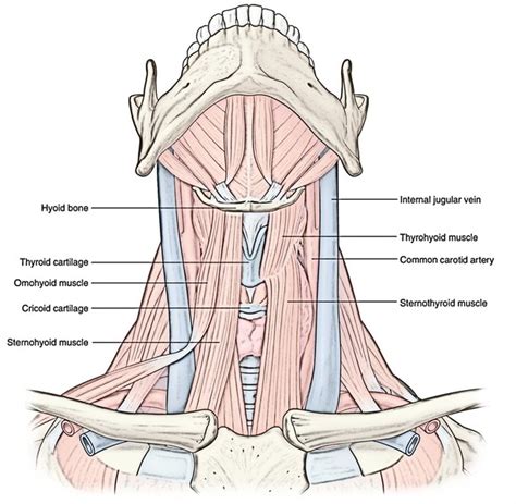 Suprahyoid and Infrahyoid Muscles of the Neck – Earth's Lab