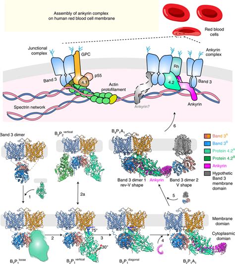 Schematic and possible assembly model of the ankyrin complex Seven of... | Download Scientific ...