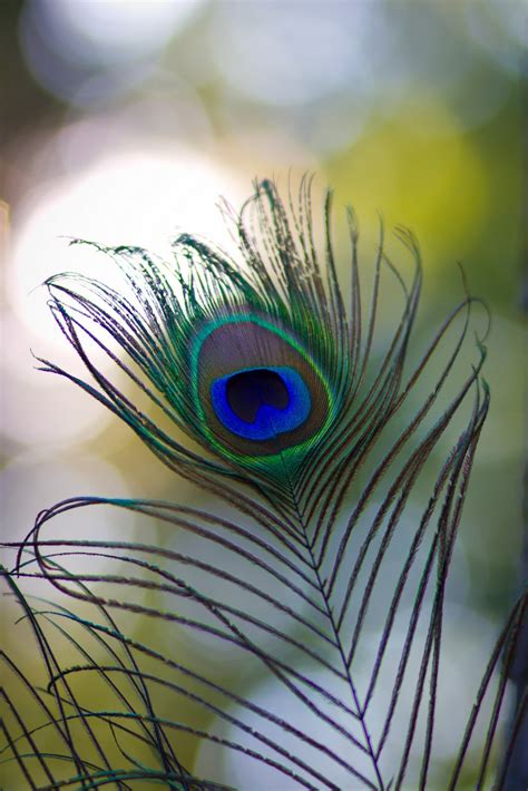 The Story Behind The Pictures: Day 197 - Peacock Feather