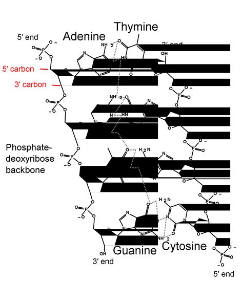 DNA Sequence Structure