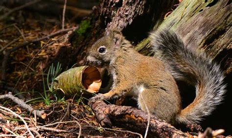 Frye Fire decimates Mount Graham red squirrel population ...