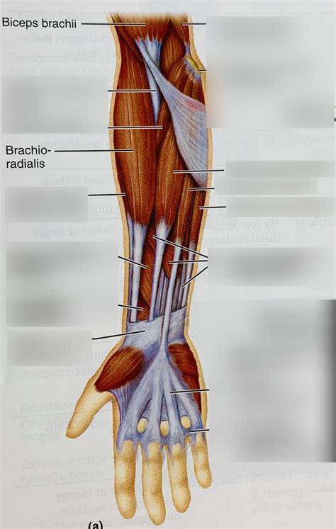 Lab 4 - Flexor Carpi Radialis, Flexor Carpi Ulnaris, Extensor Carpi ...