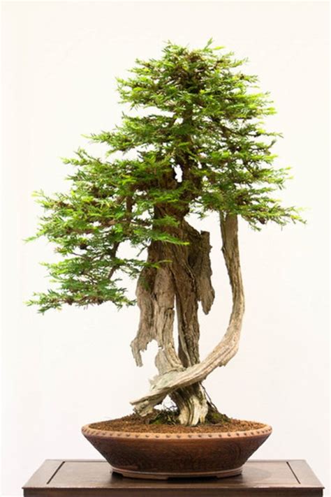 Redwood Bonsai at the REBS | Bonsai Bark