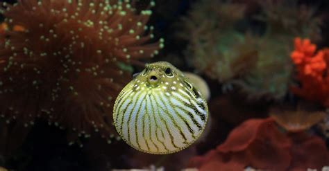 Puffer Fish in Aquarium · Free Stock Photo