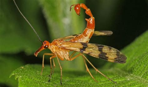 Mecoptera are sometimes called scorpionflies | Weird insects, Insects ...