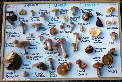 The Day I Ate A Deadly Plant: The Spectrum of Edibility – Galloway Wild ...