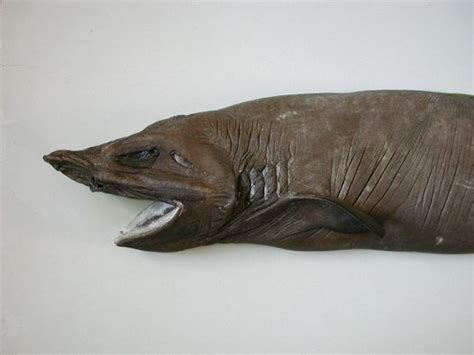 The false catshark is truly a remarkable looking species. | Species, Shark, Cuddly
