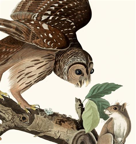 Barred Owl - Audubon Prints