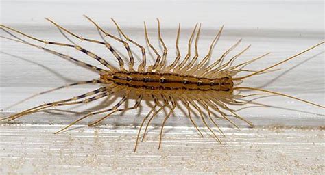 How To Identify And Control A Centipede Infestation In Your Worcester Home