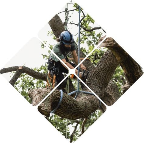 Tree Tools USA | Arborist Tools | Micro pulley tree climbing