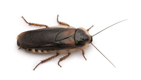 Dubia cockroach, Blaptica dubia, in front of white background - Sussex ...