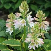 100 Pcs Mixed Hosta Jardin Perennials Lily Flower Pot Diy Home Garden Ground Cover Garden Plant ...