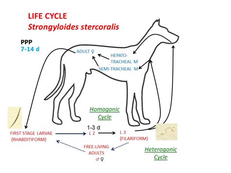 Strongyloides stercoralis - Learn About Parasites - Western College of ...