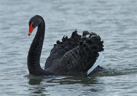 Black Swan Symbolism (Spiritual Meanings & Interpretation)