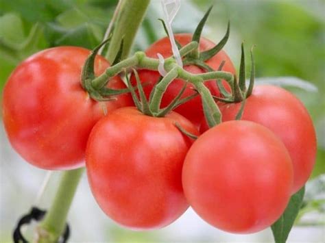 Growing Hydroponic Tomatoes