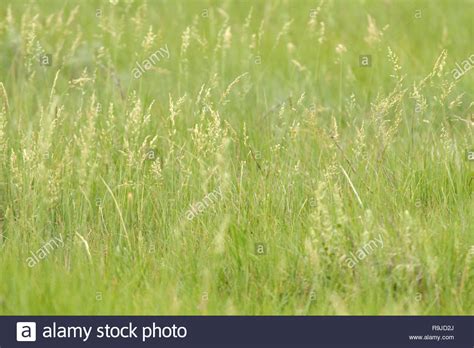 Prairie Grasses Stock Photos & Prairie Grasses Stock Images - Alamy