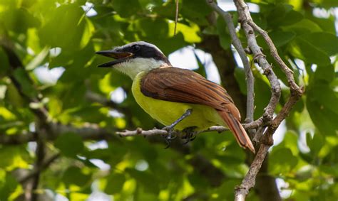 Yellow Tanager (Black-and-Yellow Tanager) Pictures - AZ Animals