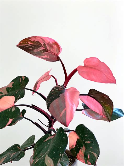 Every Plant Collector Covets the Pink Princess Philodendron