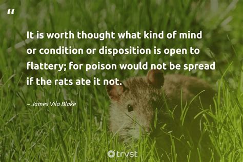 23 Rat Quotes About The Misunderstood Rodents