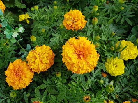 Growing Marigolds in Pots from Seed, Cuttings, Layering | Gardening Tips