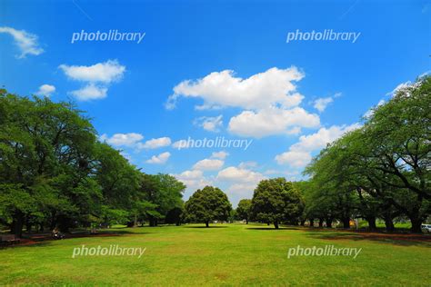 晴れの公園の風景 写真素材 [ 5290868 ] - フォトライブラリー photolibrary