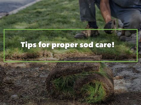 Tips for Proper Sod Care - Southern Sodgrass